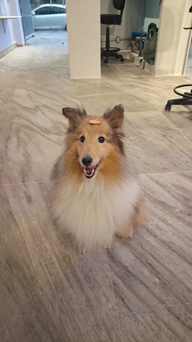 Cão sorridente na recepção da Saúde Pet