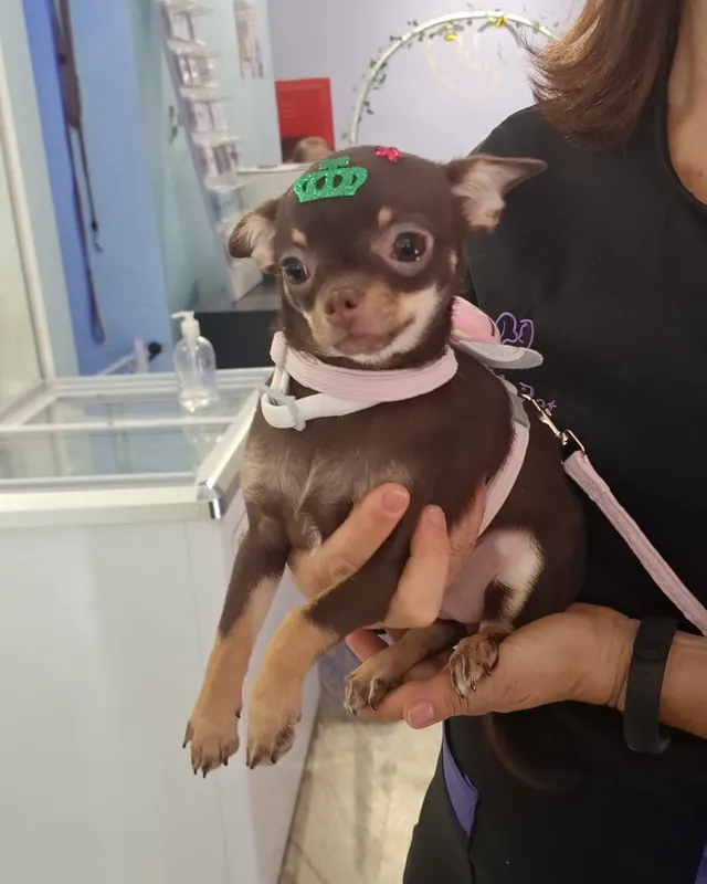 Cãozinho com acessório especial na Saúde Pet