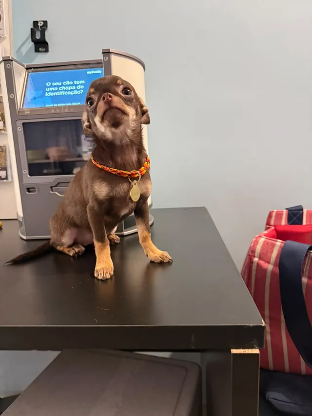 Cãozinho na mesa de atendimento da Saúde Pet
