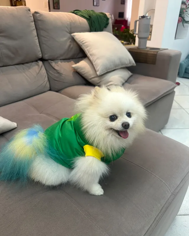 Spitz com gravata após o banho e tosa
