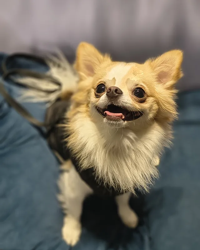 Spitz sorrindo após o atendimento