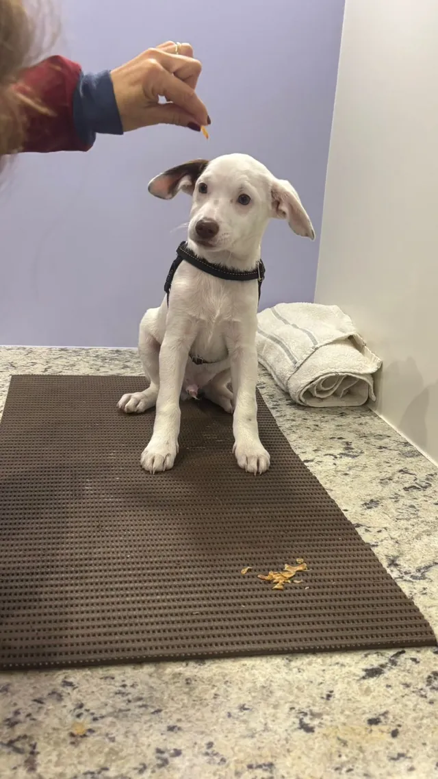 Filhote branco atendido na Saúde Pet