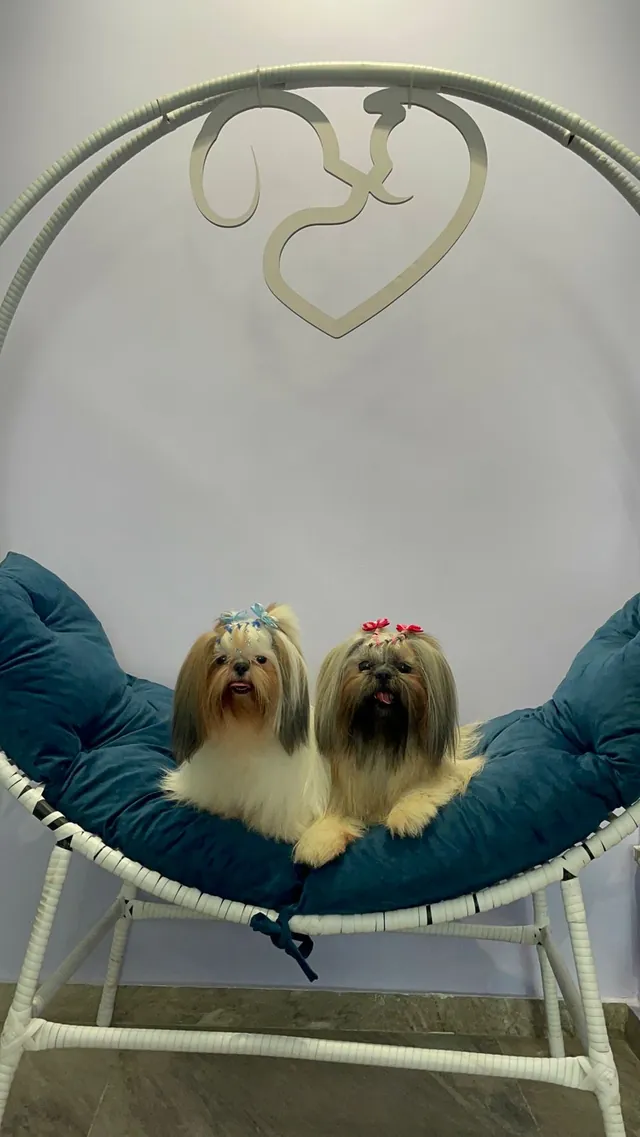 Dois cães após o spa na cadeira da Saúde Pet