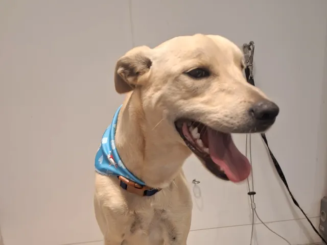 Cão atendido na Saúde Pet, feliz e bem cuidado